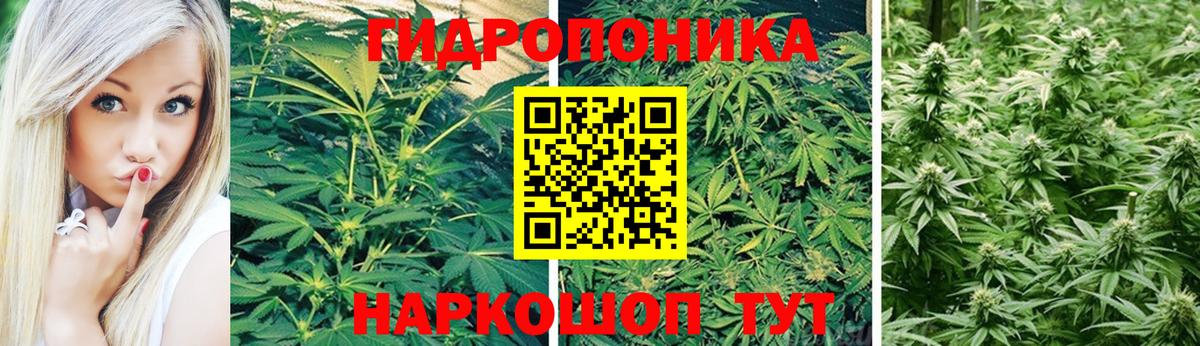 Бошки Шишки индика Сыктывкар